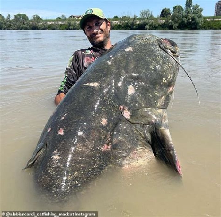 'Monster' 9ft 4¼in catfish caught during 43-minute struggle could break a world record