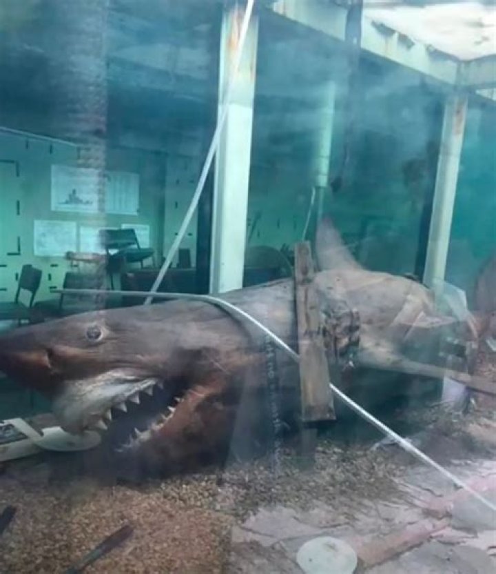 Abandoned Zoo Still Has Great White Shark Remains Floating In Tank