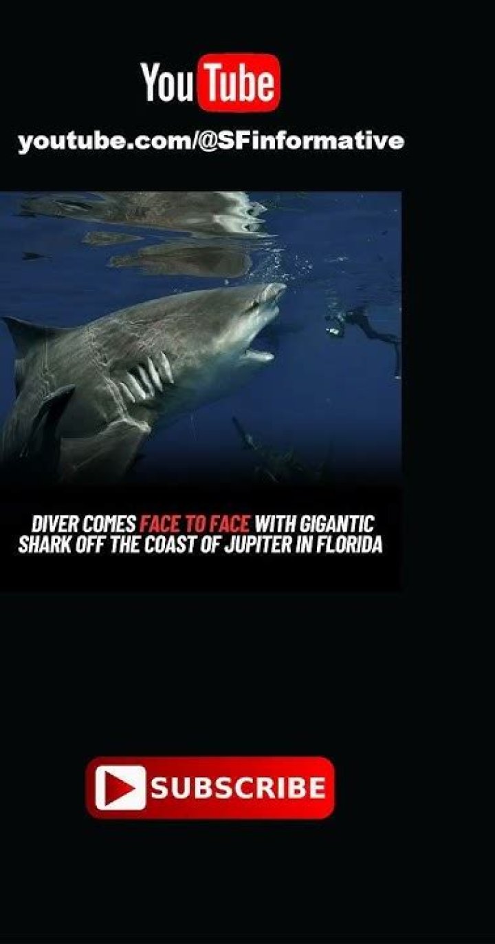 Diver Comes Face To Face With Gigantic Shark