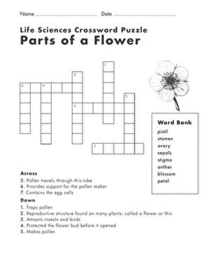 Flower part Crossword Clue 5 letters Answer