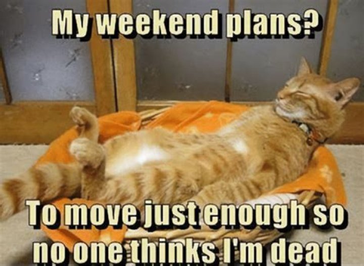 Mad Rush On This Weekend, Next One Is Free