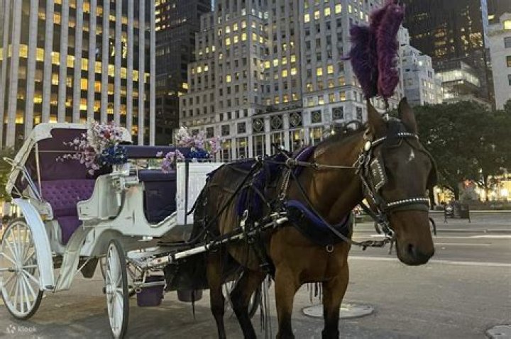 NYC Carriage Horse Collapses as Driver Screams, Whips It