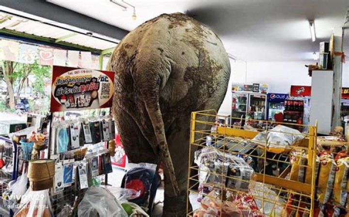 Photo Of Dominatrix Walking Man Through Supermarket On Lead Goes Viral