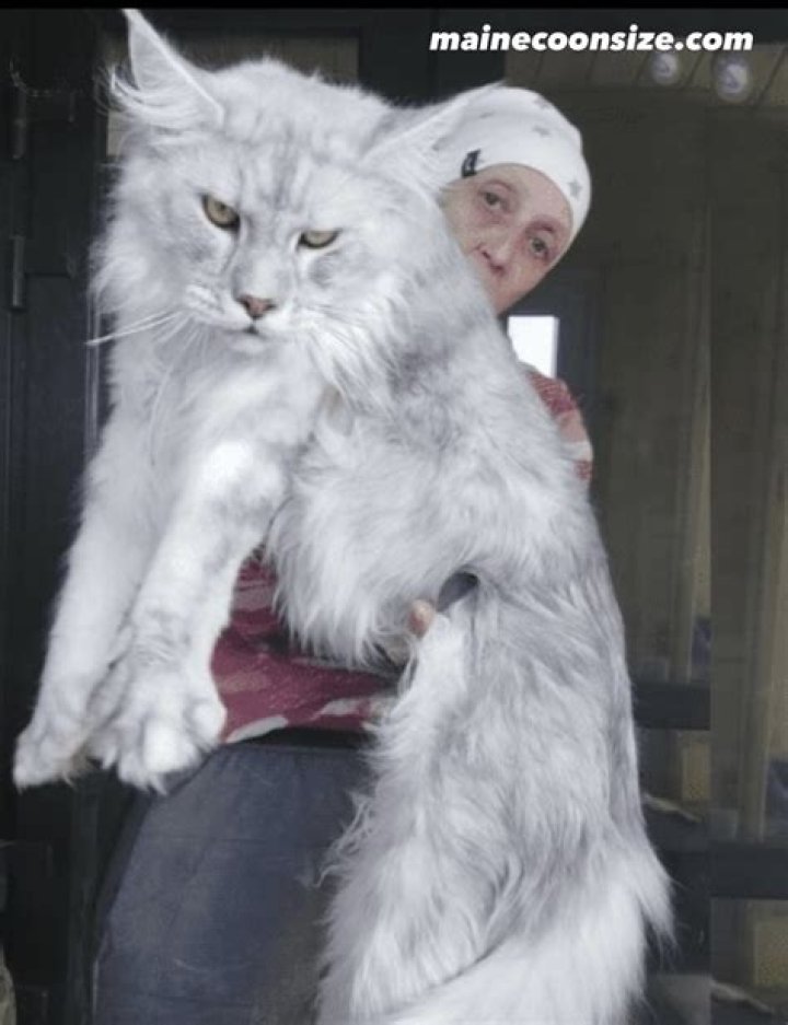 This Maine Coon cat is so big people often mistake him for a dog